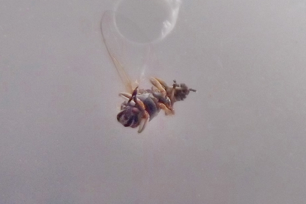 Simuliidae; Simulium sp., femmina